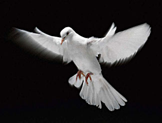 Dove of Peace